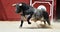 spanish bull with big horns in a traditional spectacle of bullfight in spain