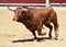 Spanish bull in bullring