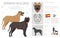 Spanish Bulldog clipart. All coat colors set.  All dog breeds characteristics infographic