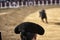 Spanish bullfighter overlooking the bull during a bullfight held