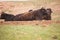 Spanish calves and bulls resting in the Spanish countryside, where they prepare their power with nobility and bravery