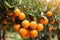 Spanish Citrus Delight: A Bountiful Bunch of Ripe Oranges Hanging in an Orange Garden.