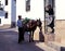 Spanish couple and donkey, Jimena de la Frontera.