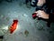 Spanish Dancer and Diver Red Sea