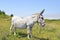 Spanish Donkey in green landscape