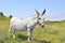 Spanish Donkey in green landscape