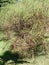 Spanish drok Spartium junceum is an erect, twig-shaped perennial shrub native to the Mediterranean.