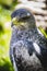 Spanish falcon in a medieval fair raptors