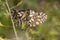 Spanish festoon butterfly (Zerynthia rumina)