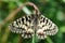 Spanish festoon butterfly Zerynthia rumina