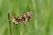 Spanish festoon butterfly Zerynthia rumina