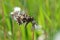 Spanish festoon butterfly Zerynthia rumina