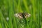 Spanish festoon butterfly Zerynthia rumina