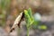 Spanish festoon butterfly Zerynthia rumina