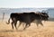 Spanish fighting bull running in a cattle raising