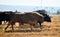 Spanish fighting bull running in a cattle raising