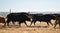 Spanish fighting bull running in a cattle raising