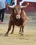 Spanish fighting bull running on a traditional spectacle of bullfight