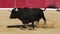 Spanish fighting bull running on a traditional spectacle of bullfight