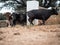 Spanish fighting bulls running