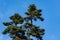 Spanish fir Abies pinsapo with big green cones on top in Massandra park Yalta, Crimea. Beautiful conifer tree on blue sky