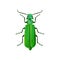 Spanish fly beetle