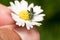 Spanish Fly Beetle photographed on a Daisy Flower