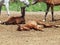 Spanish foals at the rest. Focus on sleeping foal