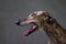 Spanish galgo