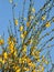 Spanish Gorse, Spartium junceum