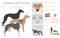 Spanish Greyhound clipart. All coat colors set.  All dog breeds characteristics infographic