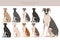 Spanish Greyhound clipart. All coat colors set. All dog breeds characteristics infographic