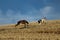 Spanish greyhound in mechanical hare race in the countryside