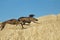 Spanish greyhound in mechanical hare race in the countryside