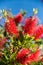 Spanish grown flower Callistemon Little John or dwarf bottlebrush .