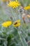 Spanish Hawkweed, Hieracium bombycinum, flower with bumblebee