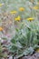 Spanish Hawkweed, Hieracium bombycinum, flowering plants natural habitat