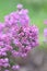 Spanish heath Erica australis with bell-shaped purple flowers