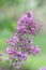 Spanish heath Erica australis bell-shaped purple flowers