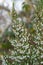 Spanish heath erica lusitanica