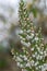Spanish heath erica lusitanica