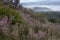 Spanish heath pink flowers blooming