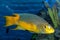 Spanish Hogfish