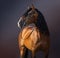 Spanish Horse in traditional baroque bridle on dark background