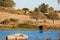 Spanish horses grazing in the pasture by the lake in Los Barruecos, Caceres