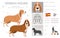 Spanish hound clipart. All coat colors set.  All dog breeds characteristics infographic