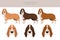 Spanish hound clipart. All coat colors set.  All dog breeds characteristics infographic