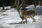 Spanish or Iberian ibex, Capra pyrenaica