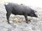 Spanish Iberian pig pees on the street. Salamanca, Spain.