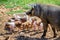 Spanish iberico sow pig with young piglets